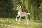 Haflinger foal