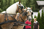 Haflinger horses