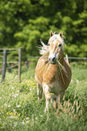 Haflinger gelding