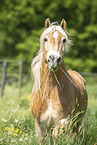 Haflinger gelding