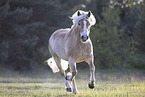 Haflinger mare