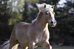 Haflinger mare