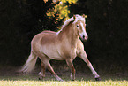 Haflinger mare