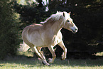 Haflinger mare