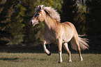 Haflinger mare