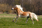 Haflinger stallion