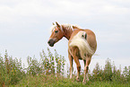 Haflinger mare