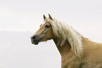 Haflinger stallion