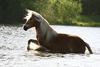 Haflinger mare