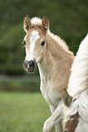 Haflinger horses