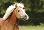 Haflinger