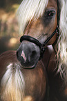 Haflinger