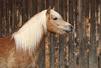 Haflinger horse