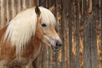 Haflinger horse