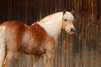 Haflinger horse