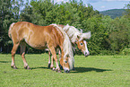 Haflinger horses