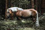 Haflinger horse