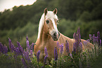 Haflinger