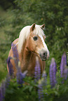 Haflinger