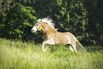 Haflinger