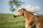 Haflinger