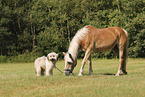 Haflinger and Waeller Sheepdog