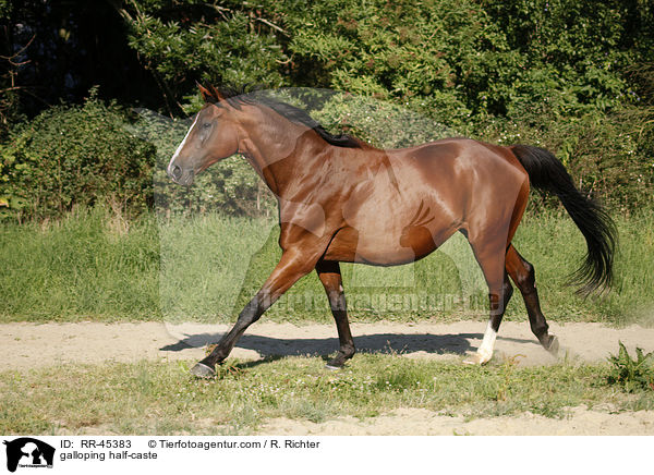 galloping half-caste / RR-45383