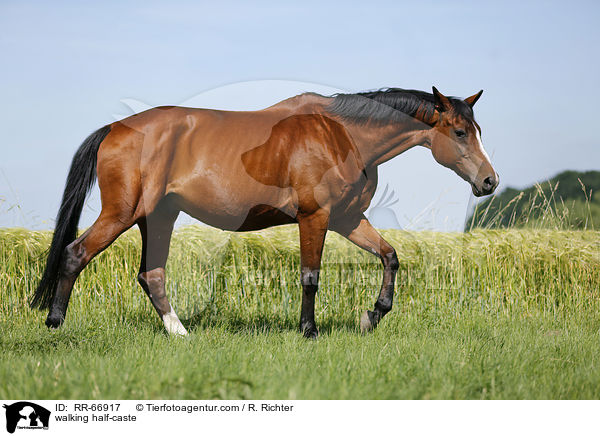 laufendes Halbblut / walking half-caste / RR-66917