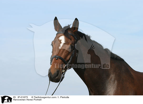 Hannoveraner Portrait / Hanoverian Horse Portrait / IP-01675