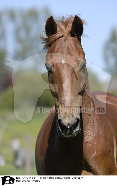 Hanoverian Horse / AP-01486