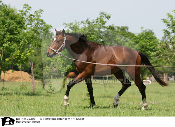 Hannoveraner an der Longe / Hanoverian horse / PM-02207