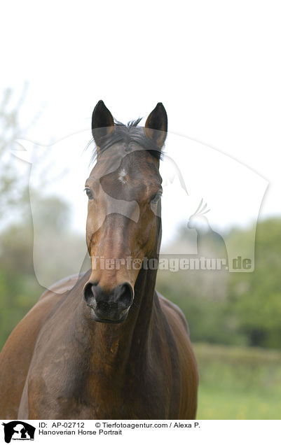 Hannoveraner Portrait / Hanoverian Horse Portrait / AP-02712