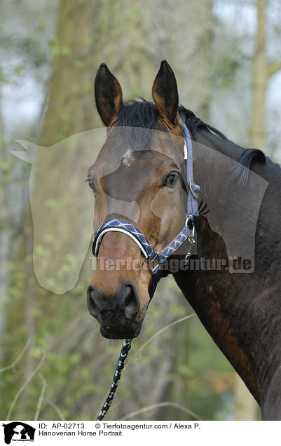 Hannoveraner Portrait / Hanoverian Horse Portrait / AP-02713