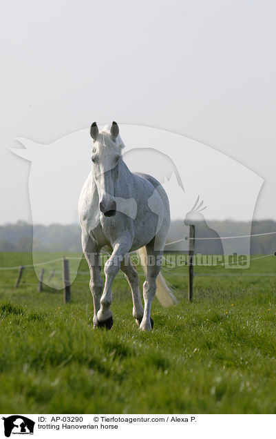 trabender Hannoveraner / trotting Hanoverian horse / AP-03290