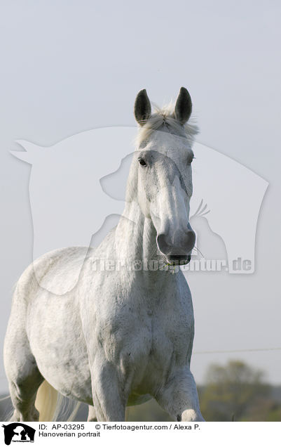 Hannoveraner Portrait / Hanoverian portrait / AP-03295