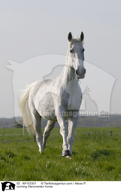 running Hanoverian horse / AP-03301