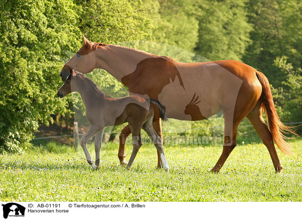 Hannoveraner / Hanoverian horse / AB-01191