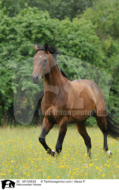 Hannoveraner / Hanoverian Horse / AP-05629