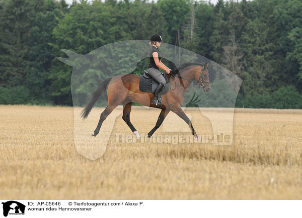 Frau reitet Hannoveraner / woman rides Hannoveraner / AP-05646