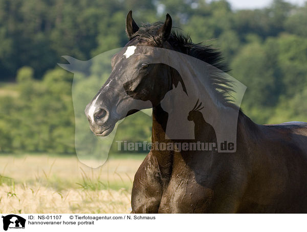 Hannoveraner Portrait / hannoveraner horse portrait / NS-01107