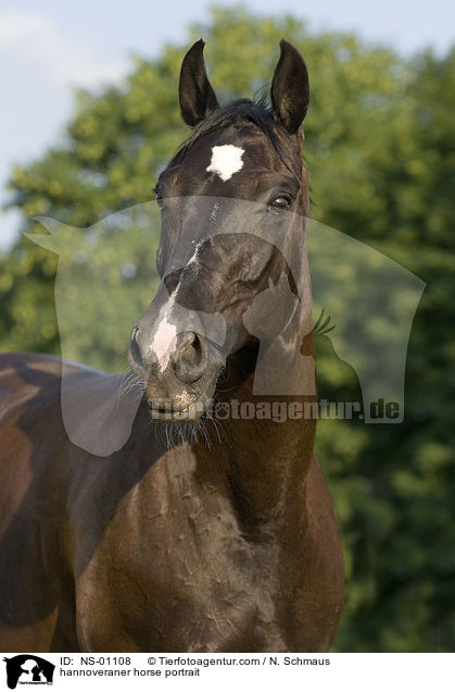 Hannoveraner Portrait / hannoveraner horse portrait / NS-01108