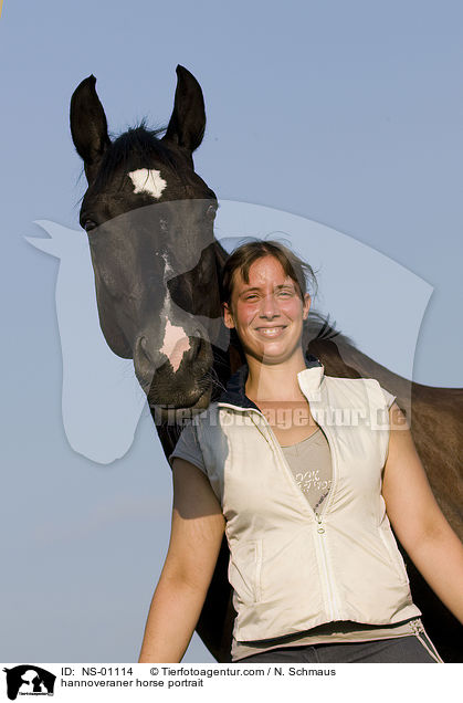 Hannoveraner Portrait / hannoveraner horse portrait / NS-01114