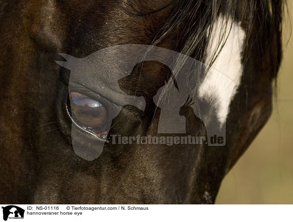 Hannoveraner Auge / hannoveraner horse eye / NS-01116
