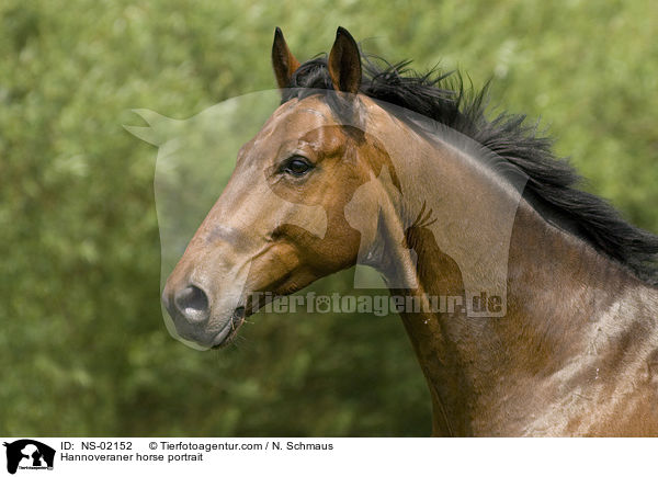 Hannoveraner Portrait / Hannoveraner horse portrait / NS-02152