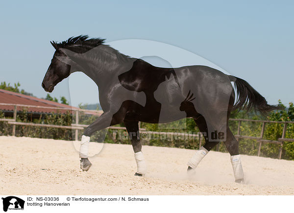 trabender Hannoveraner / trotting Hanoverian / NS-03036