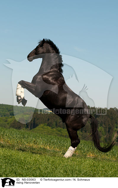 steigender Hannoveraner / rising Hanoverian / NS-03063