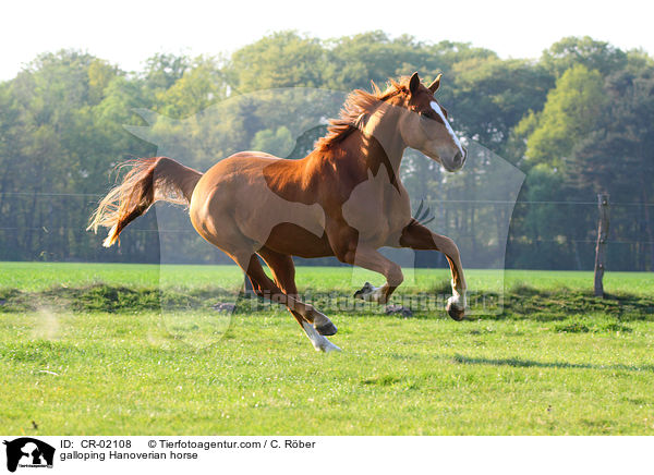 galoppierender Hannoveraner / galloping Hanoverian horse / CR-02108