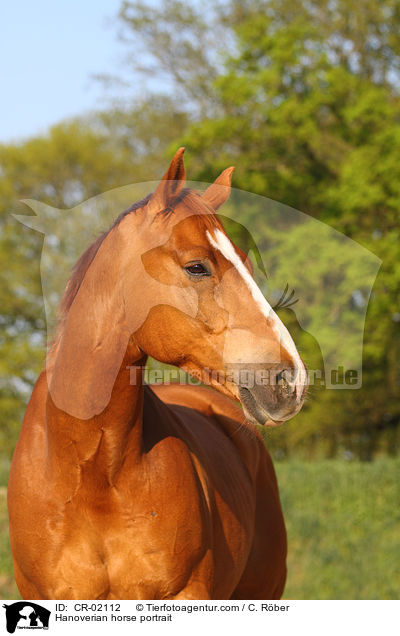 Hanoverian horse portrait / CR-02112