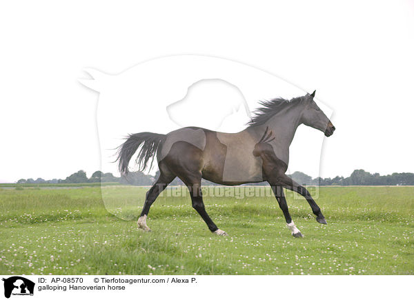 galoppierender Hannoveraner / galloping Hanoverian horse / AP-08570