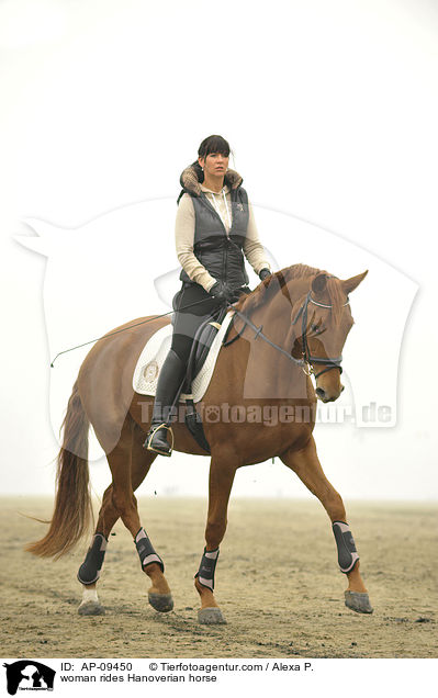 Frau reitet Hannoveraner / woman rides Hanoverian horse / AP-09450